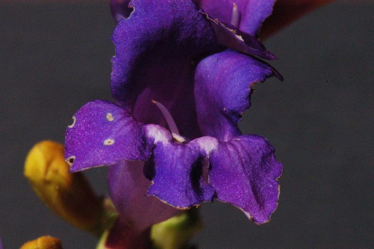 Penstemon neotericus flower
