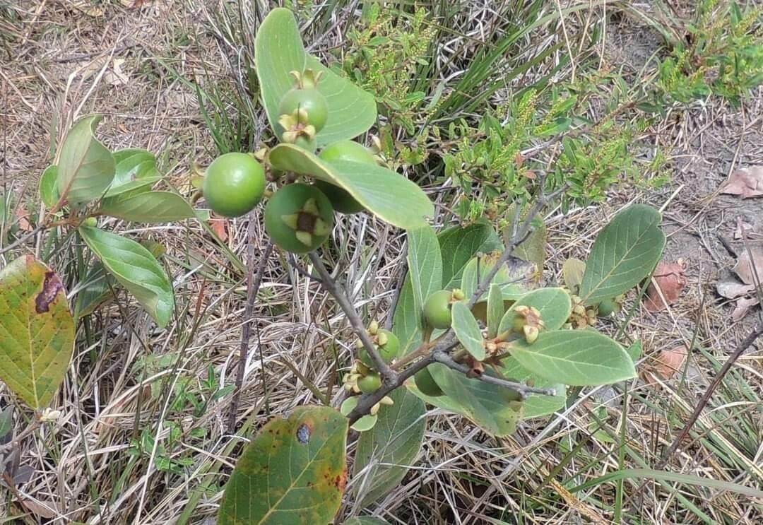 Psidium guineense fruit