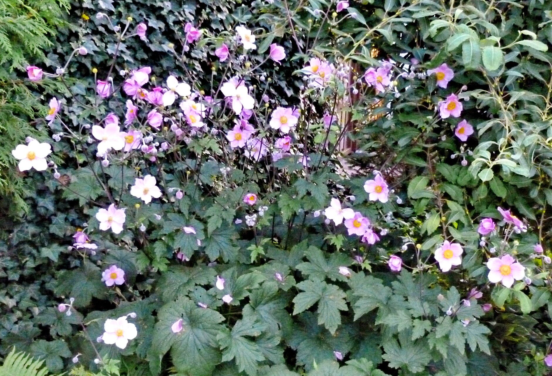 Eriocapitella japonica — related species from the same genus