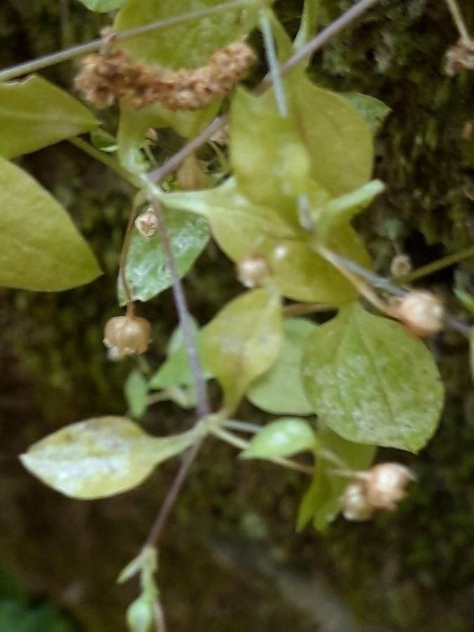 Moehringia pentandra fruit