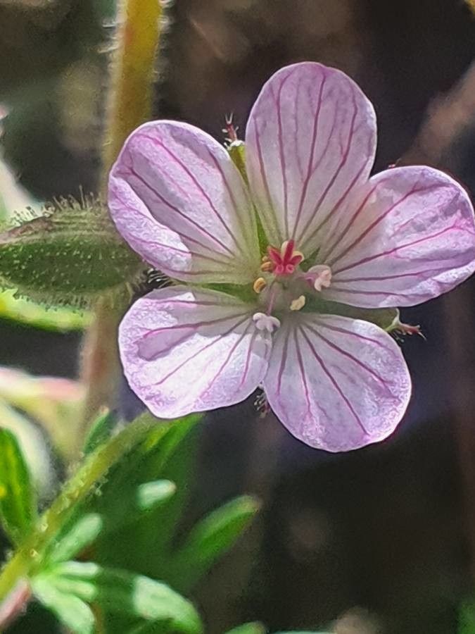 Geranium elamellatum flower