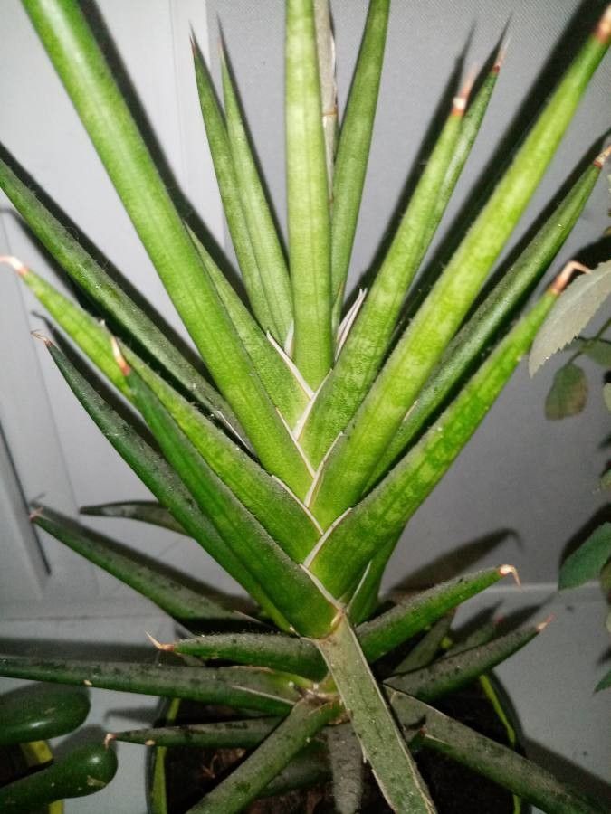 Sansevieria francisii habit