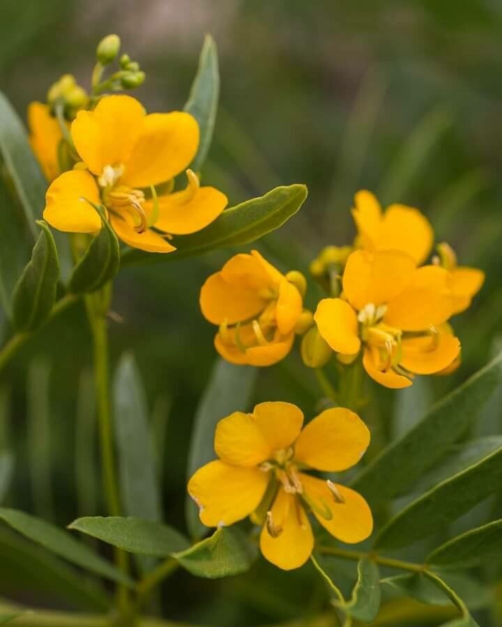 Senna cumingii — search result for 'Senna'