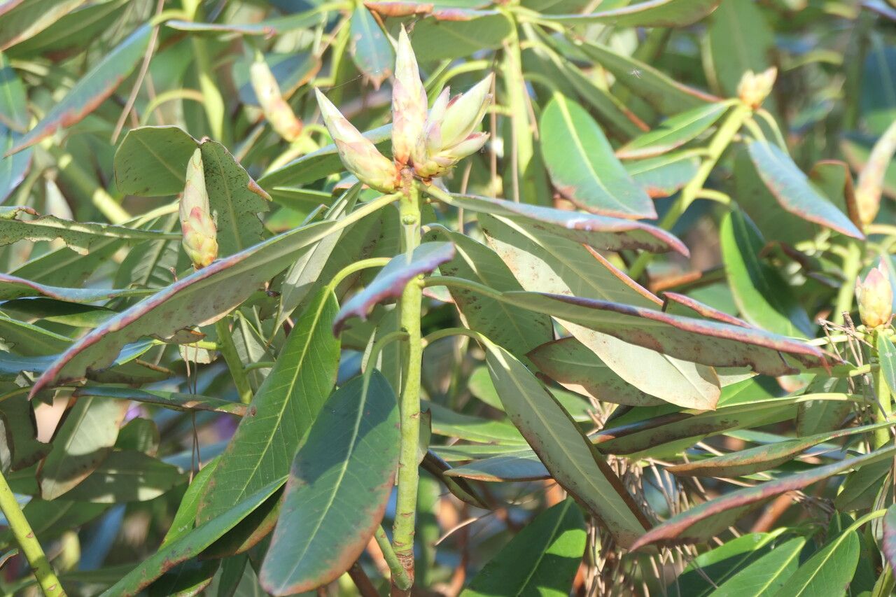 Rhododendron fortunei leaf