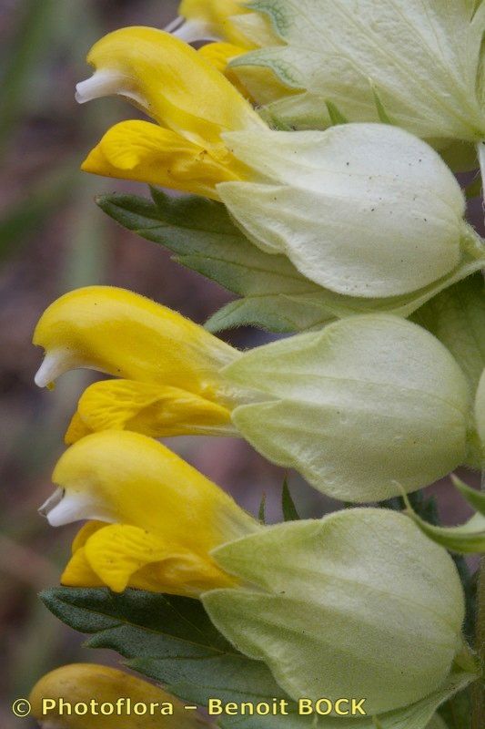 Rhinanthus burnatii flower