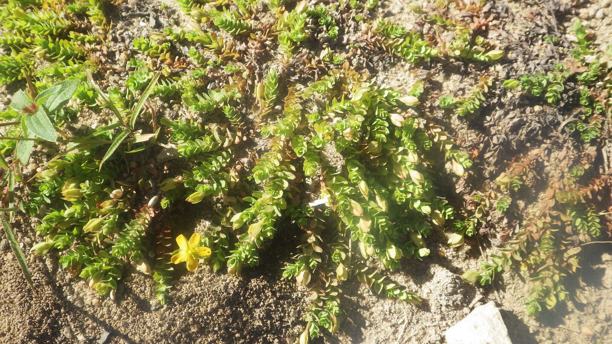 Hypericum globuliferum habit
