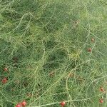 Asparagus officinalis