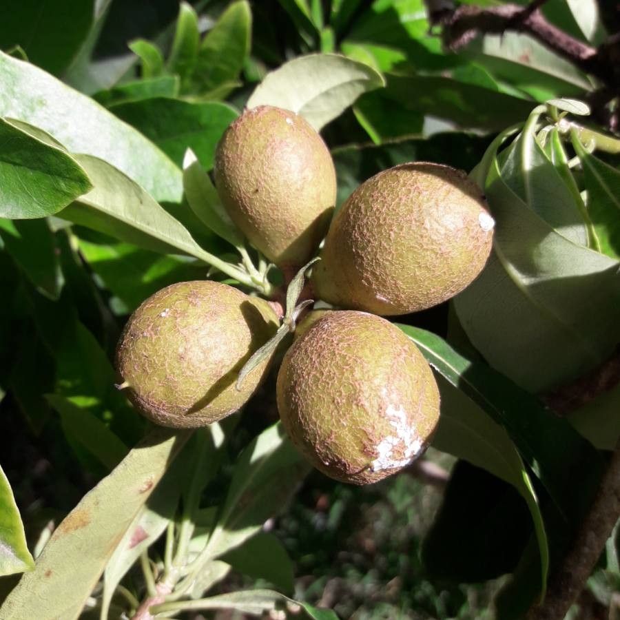 Pittosporum simsonii fruit