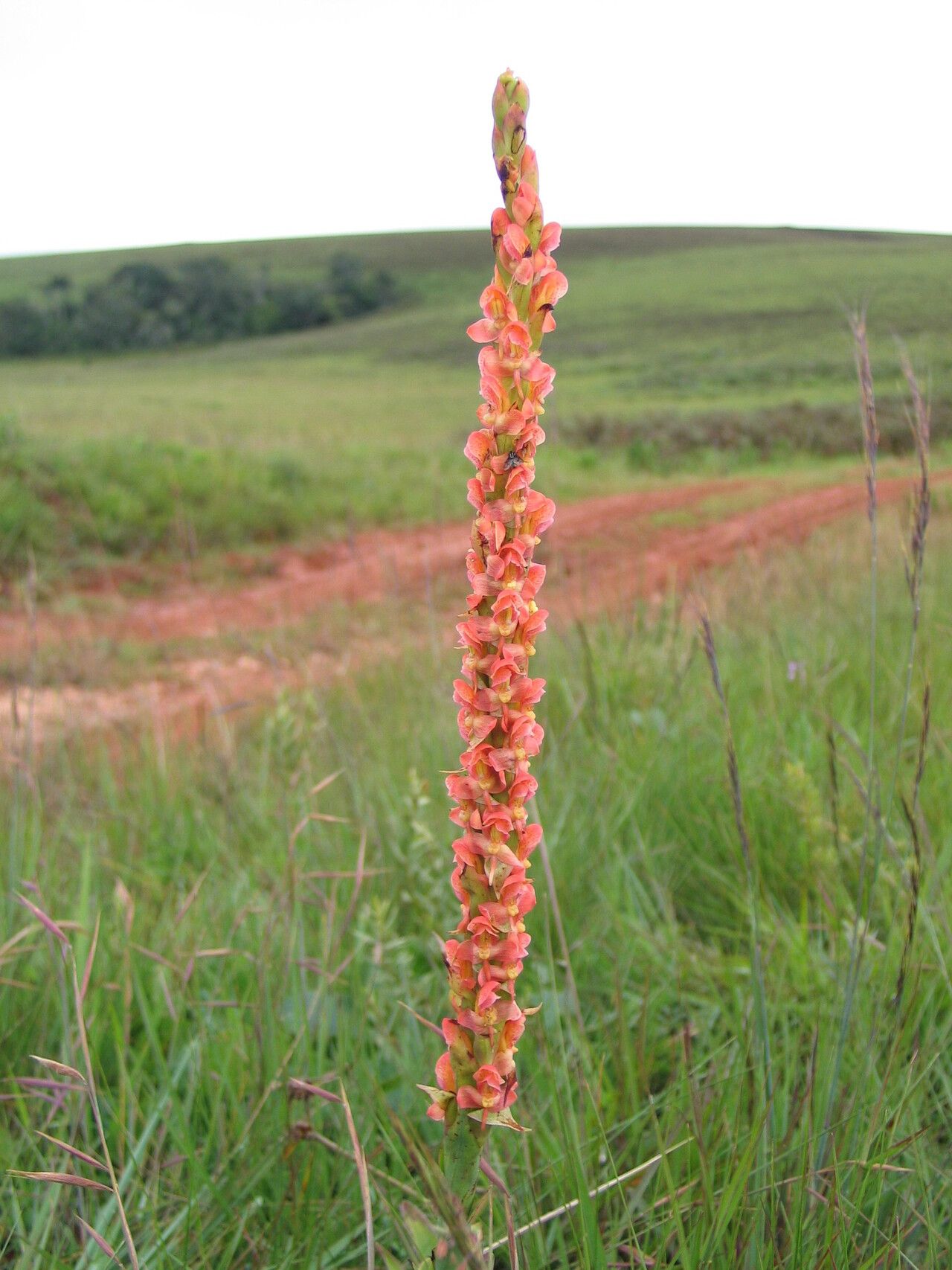 Disa satyriopsis flower
