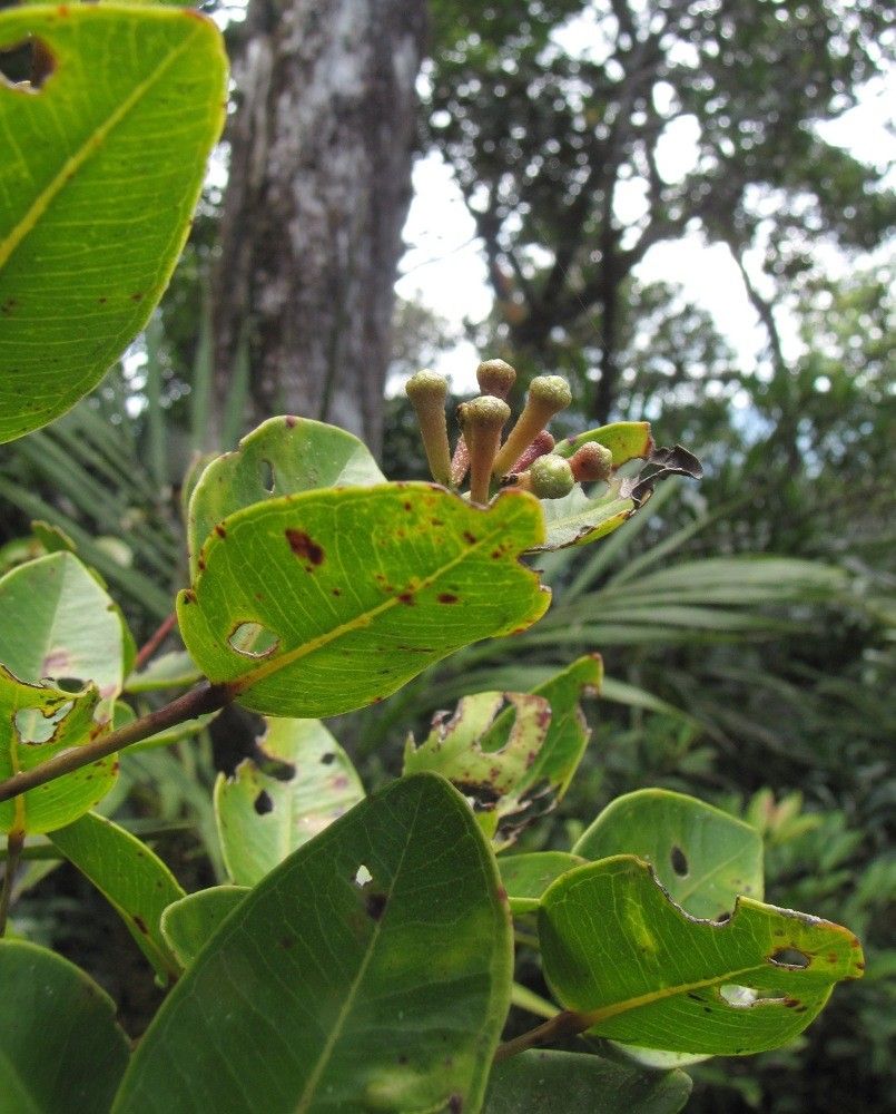Syzygium propinquum habit