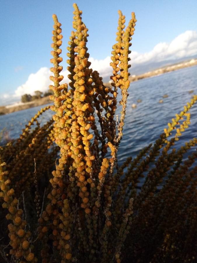 Halocnemum strobilaceum — houseplant care guide