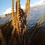 Halocnemum strobilaceum