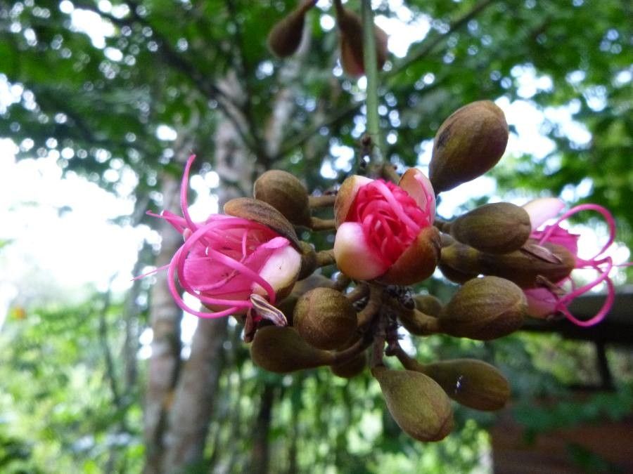 Eperua falcata flower