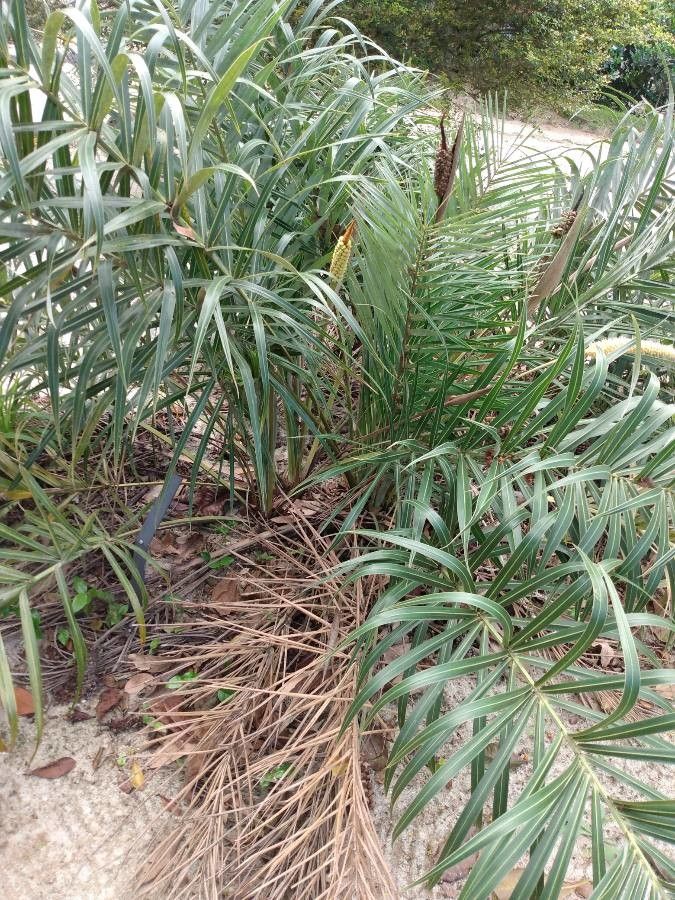 Allagoptera arenaria habit