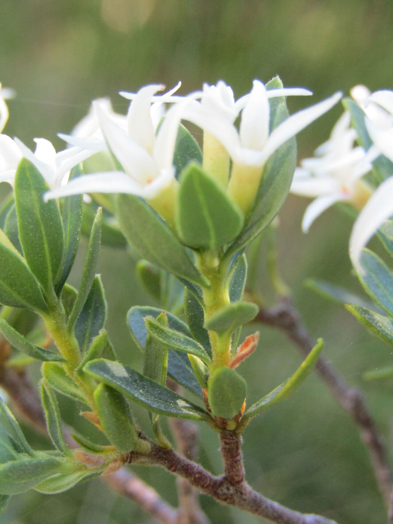 Daphne oleoides leaf