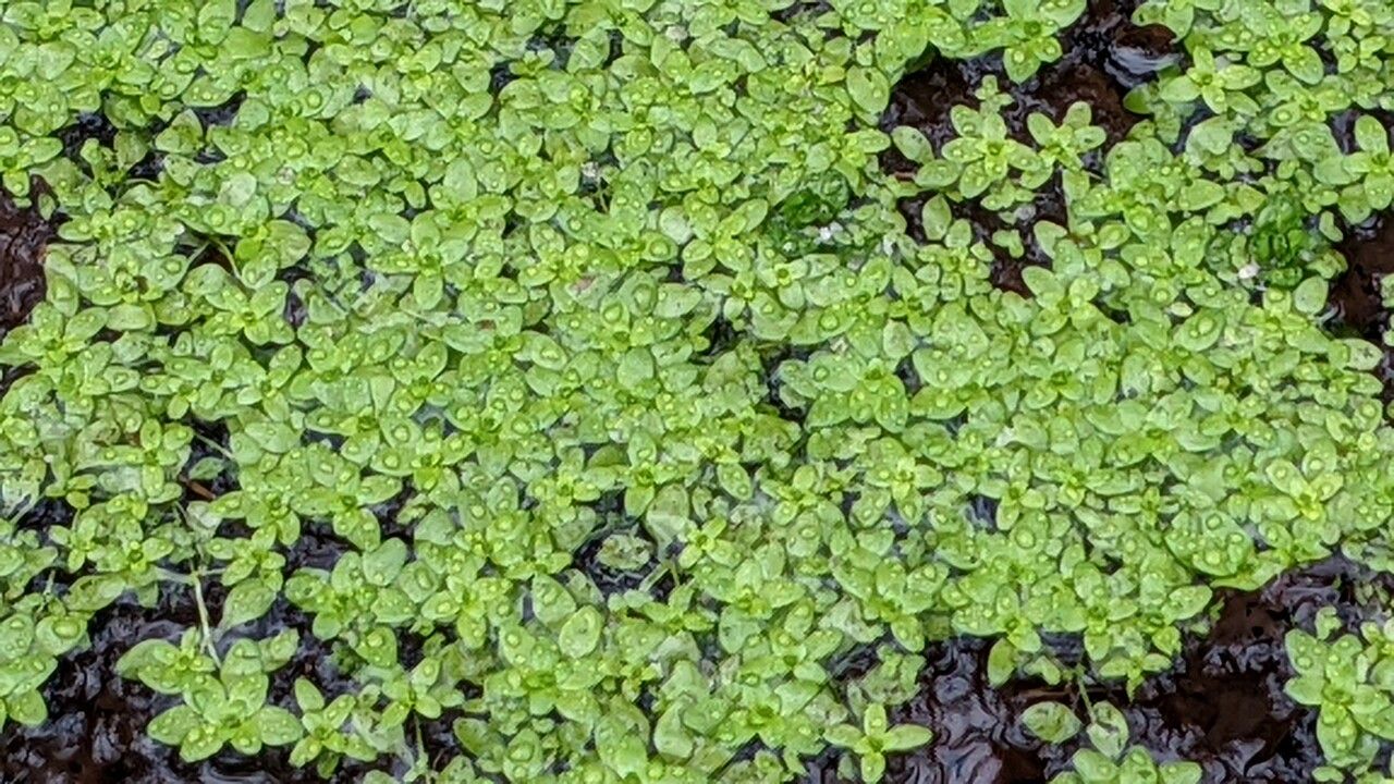 Callitriche palustris leaf