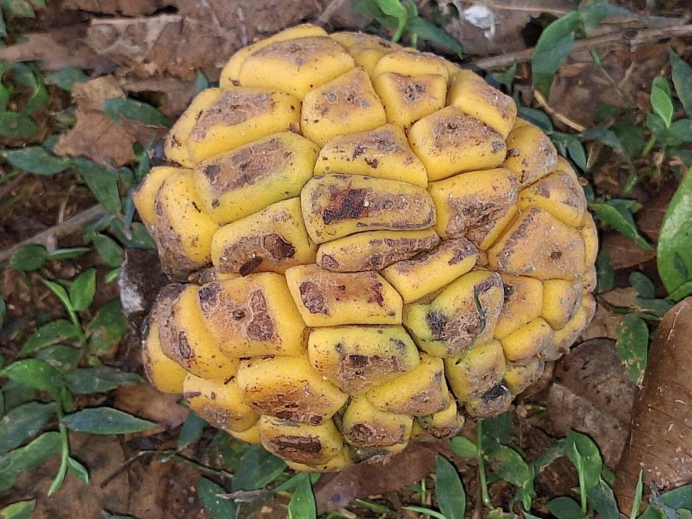 Myrianthus holstii fruit