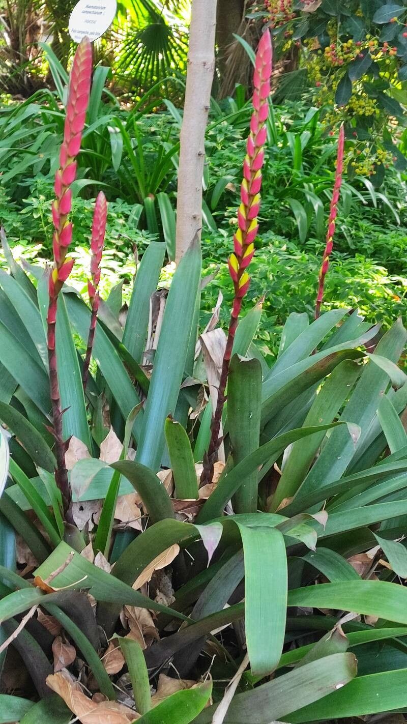 Vriesea platynema habit
