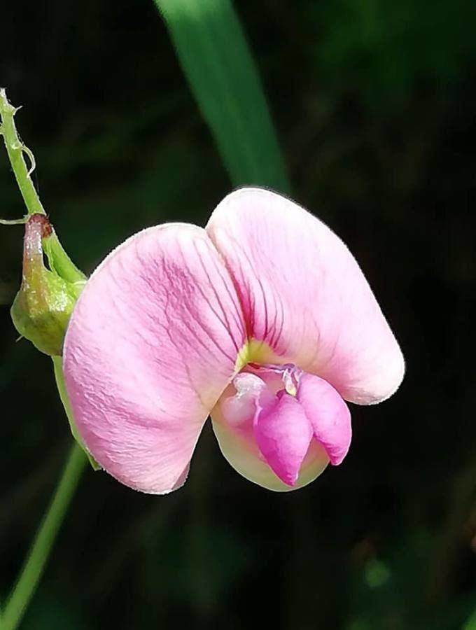 Lathyrus sylvestris flower