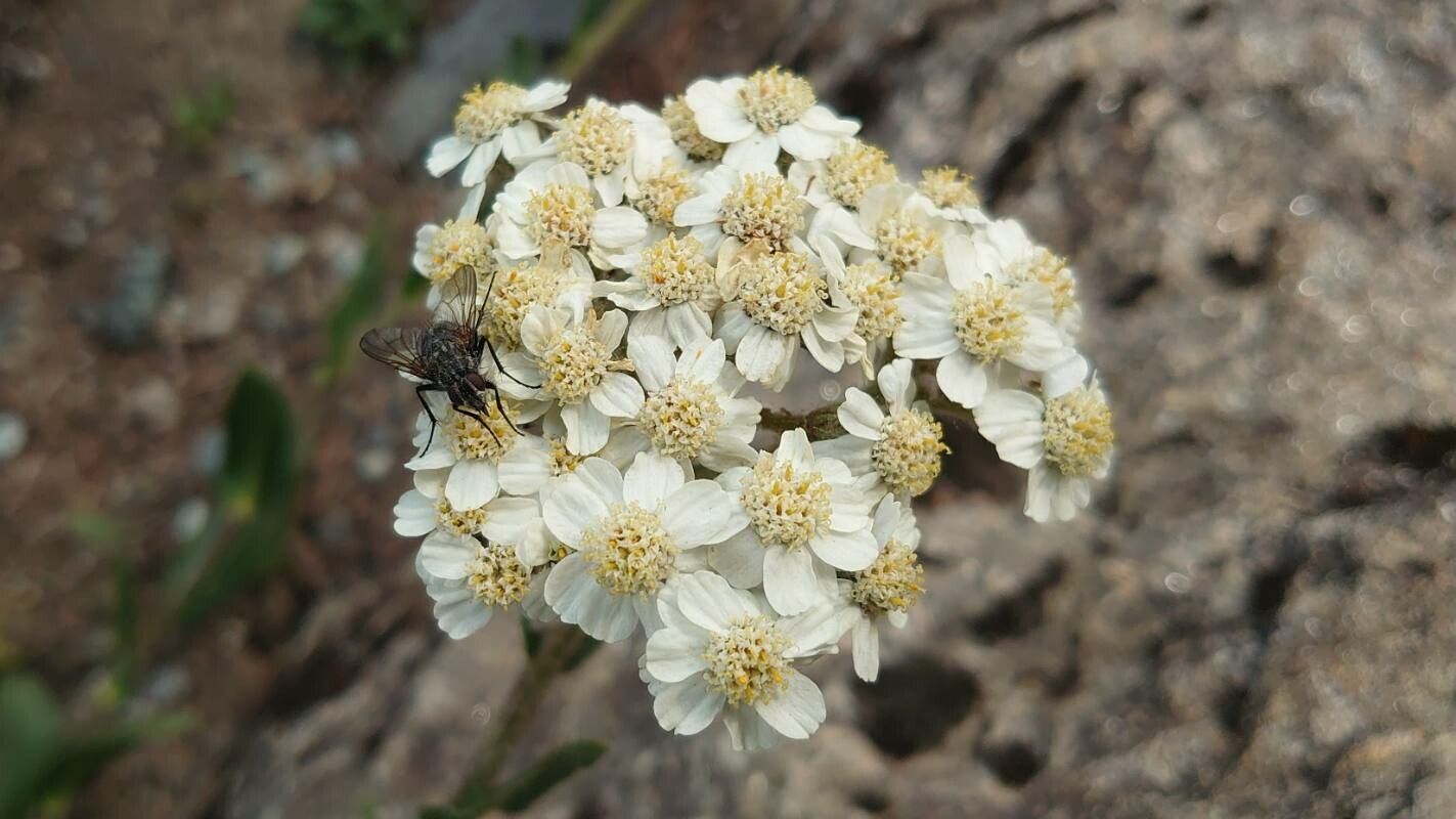 Achillea lingulata — search result for 'Achillea'