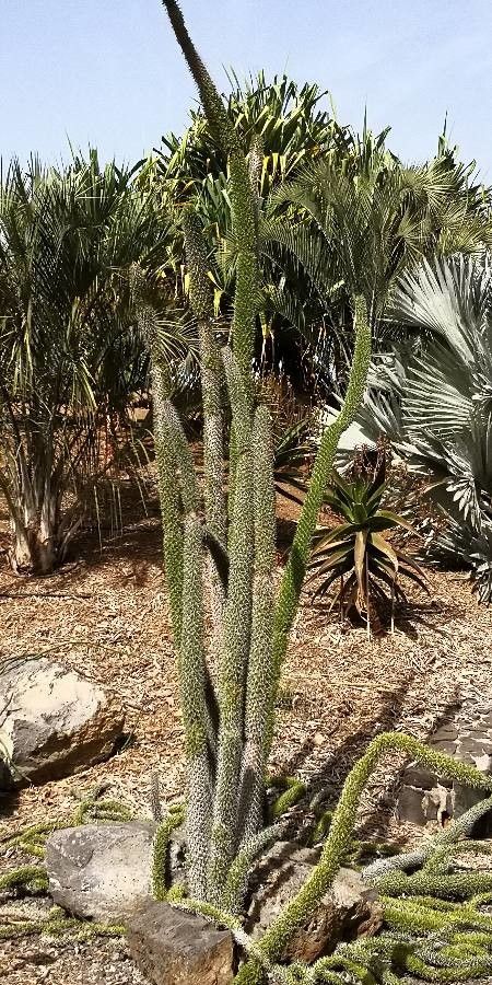 Didierea trollii habit