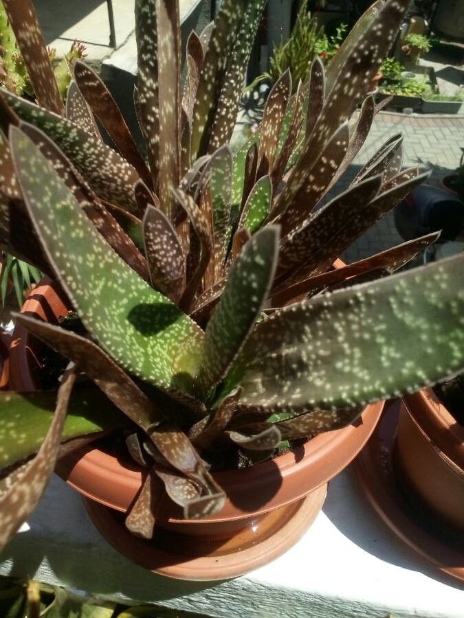 Gasteria excelsa flower