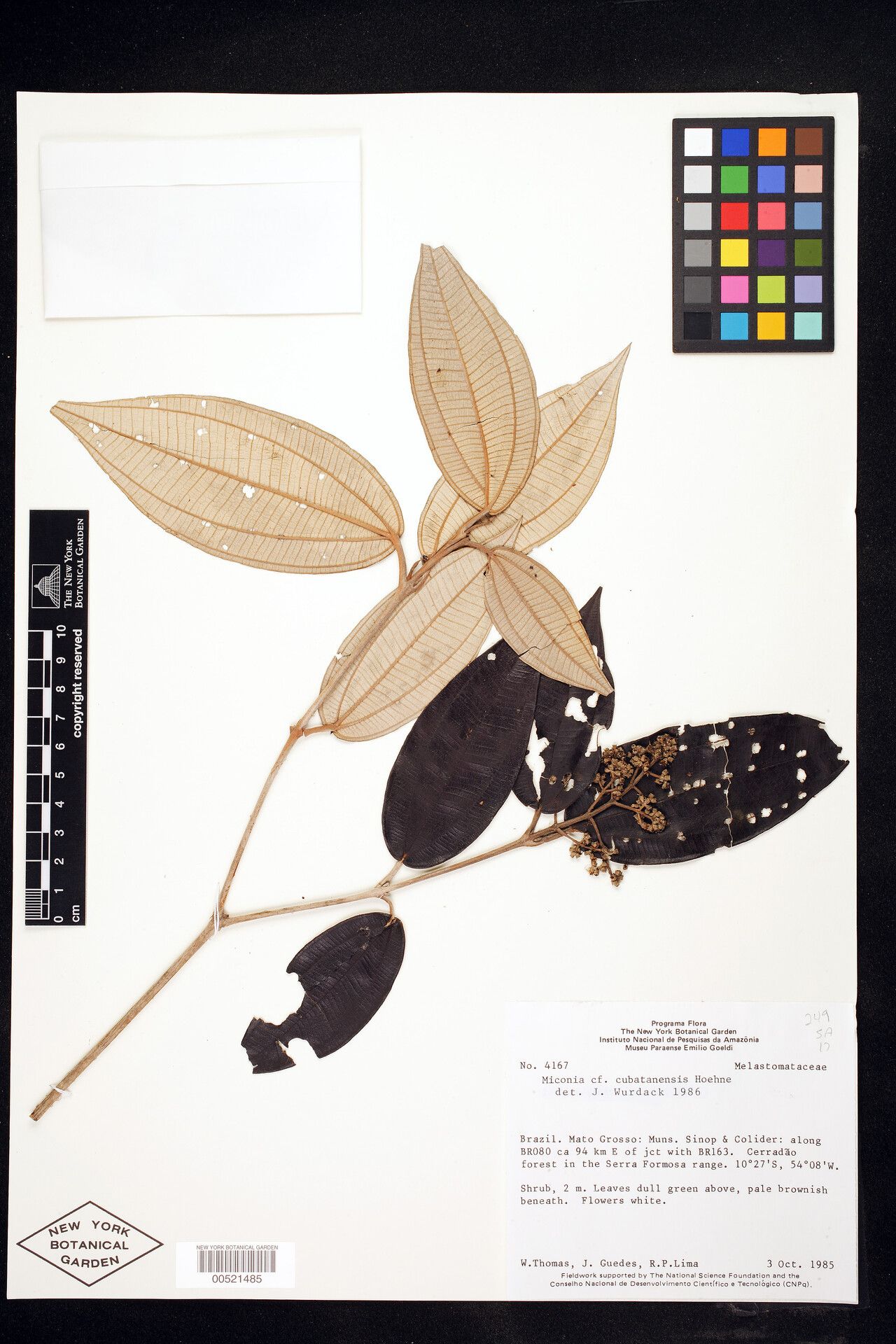 Miconia alborufescens — houseplant care guide