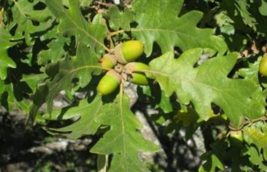 Quercus canariensis fruit