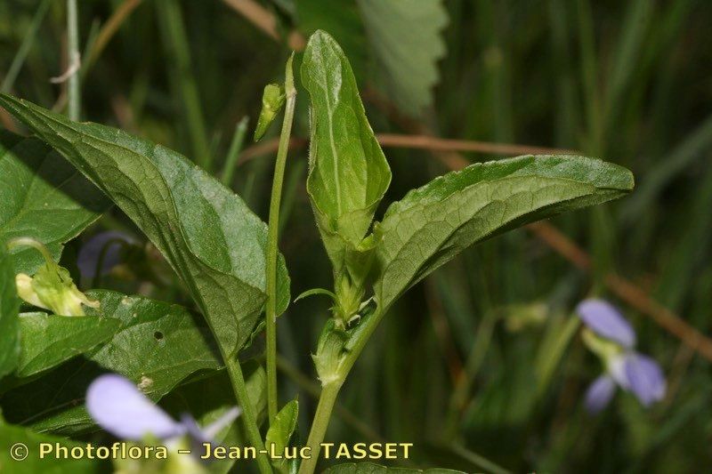 Viola persicifolia — search result for 'Ireland'