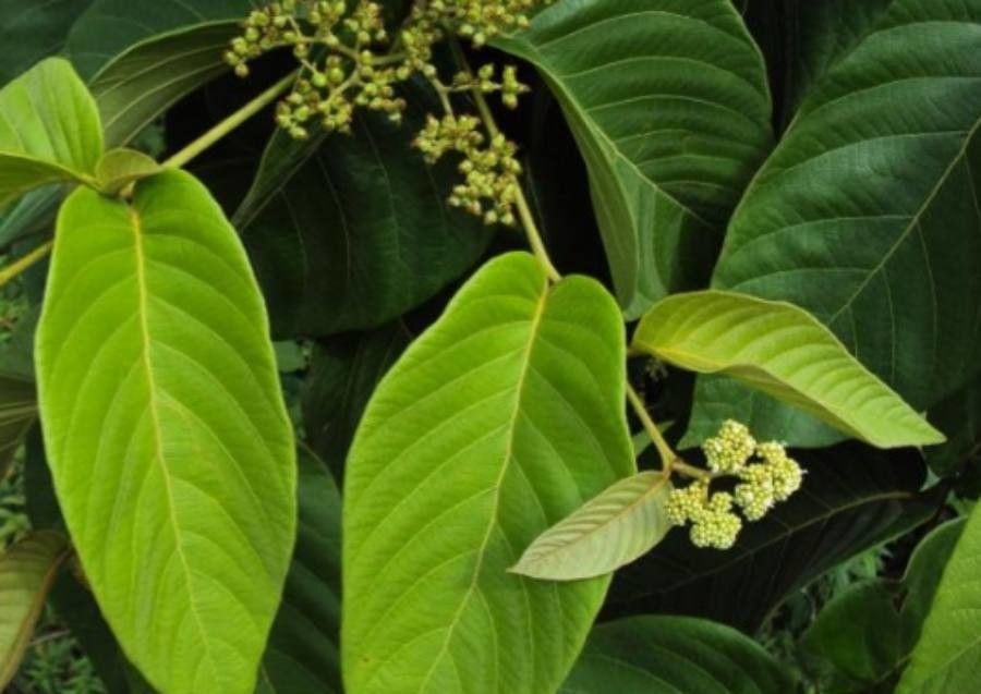 Cordia sulcata — search result for 'Cuba'