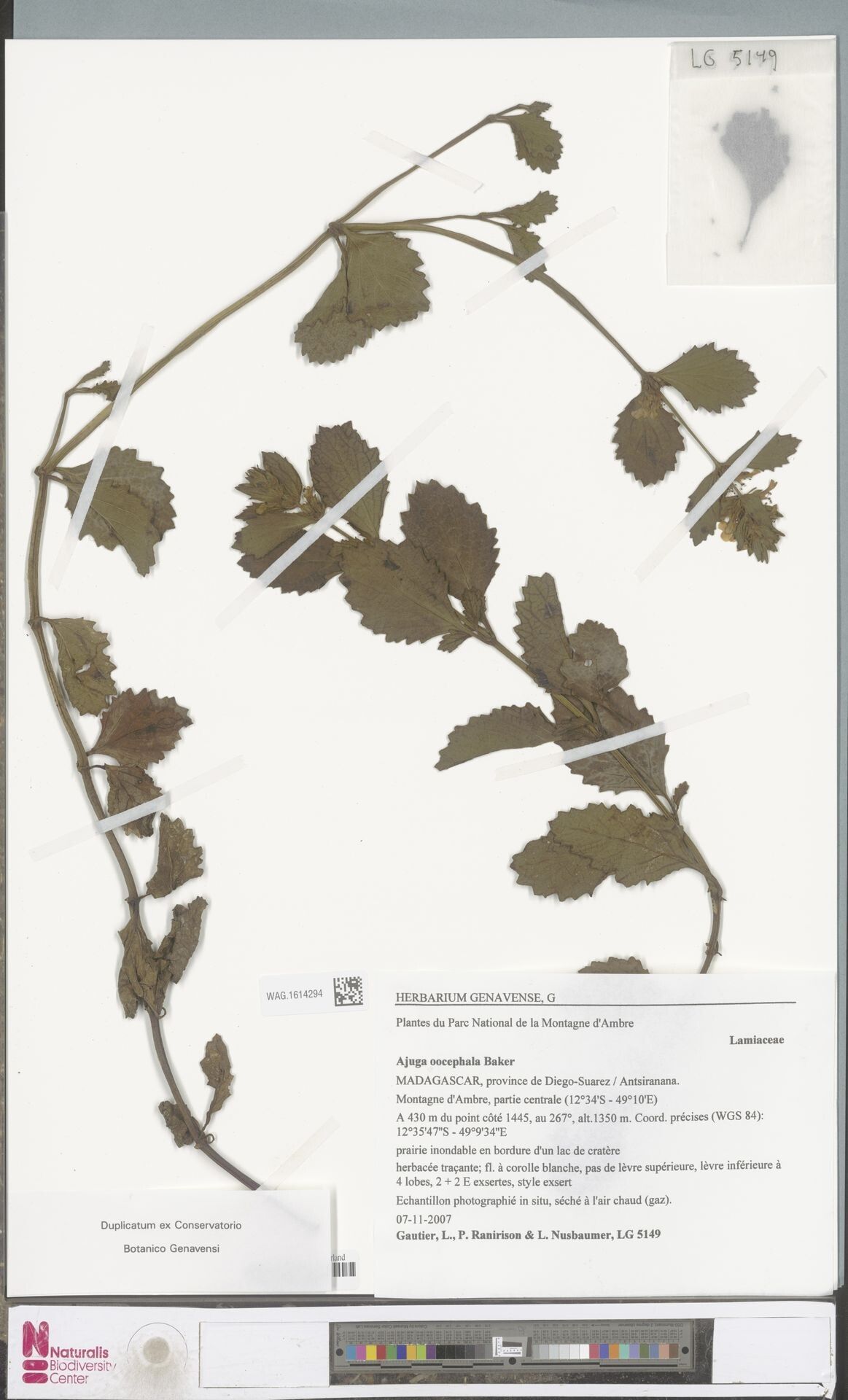 Ajuga oocephala — search result for 'Ajuga'