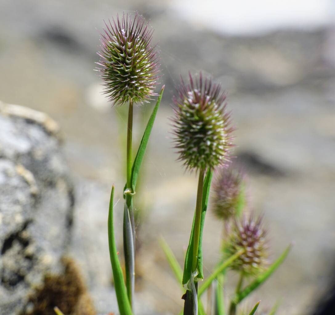 Phleum echinatum — related species from the same genus