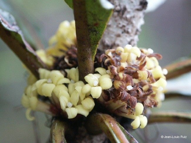 Pittosporum oubatchense fruit