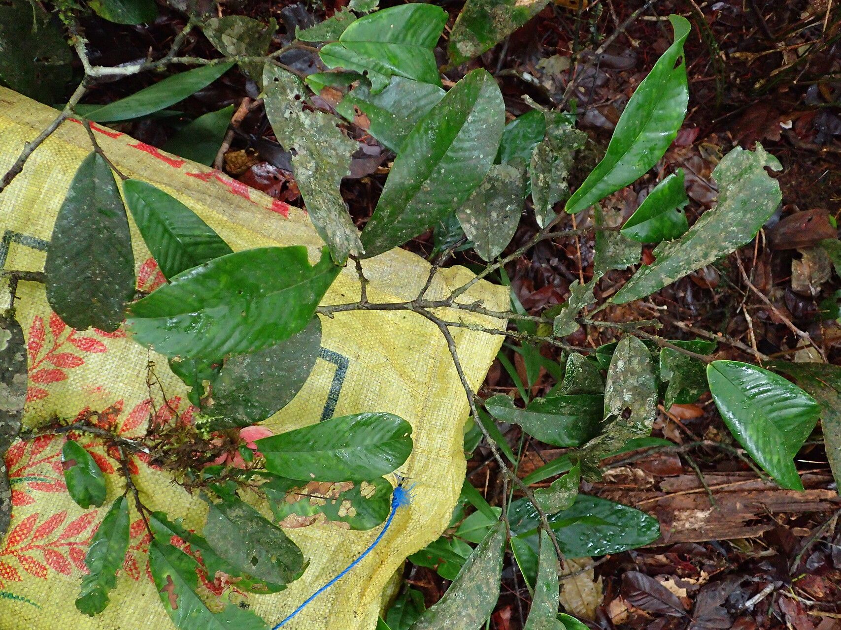 Piptostigma mayndongtsaeanum leaf