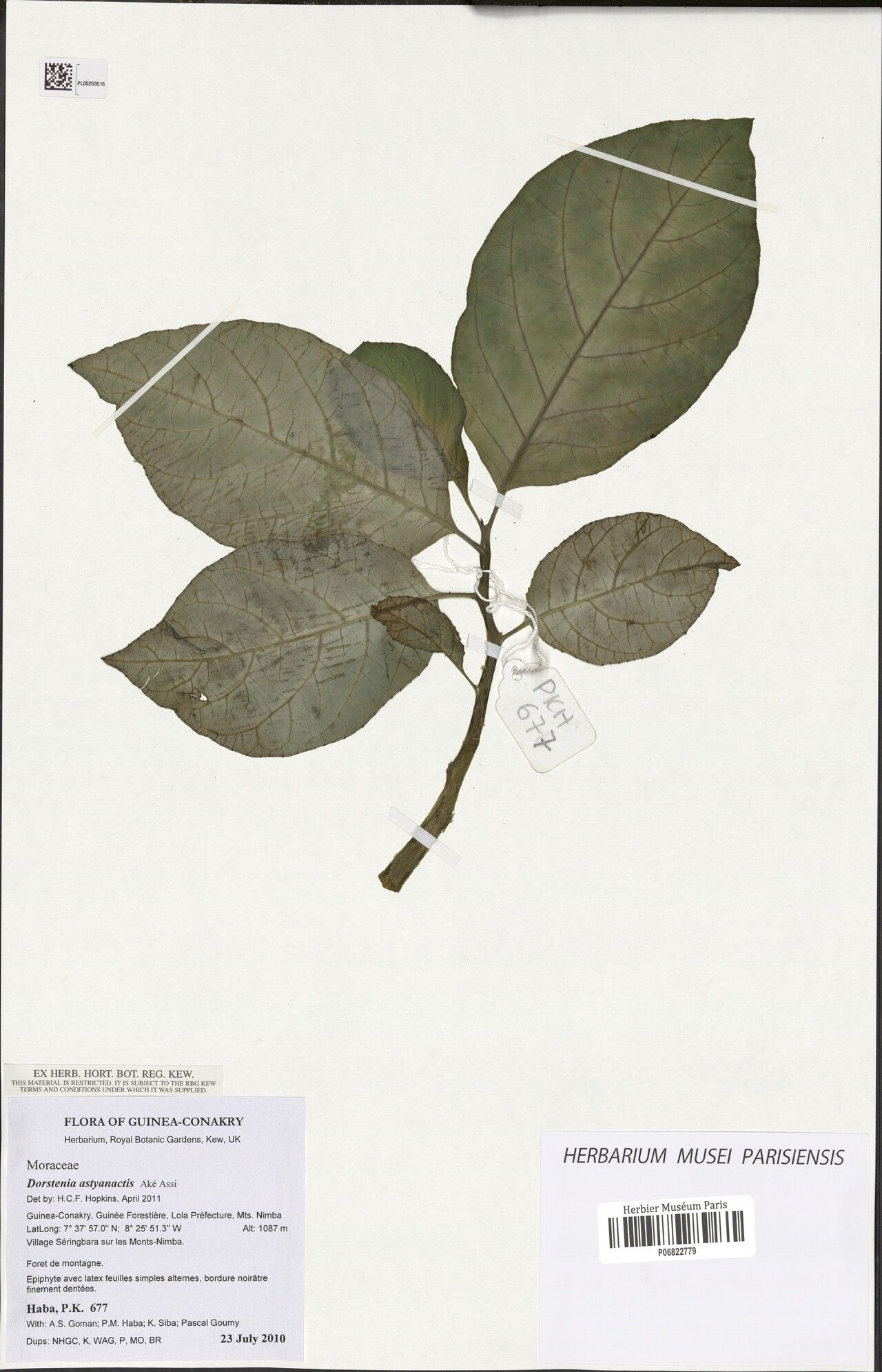 Dorstenia astyanactis — related species from the same genus