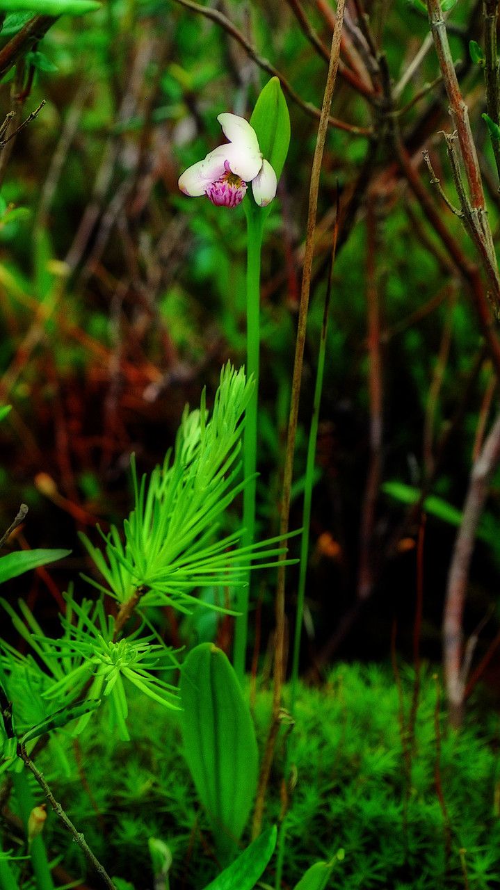 Pogonia ophioglossoides habit