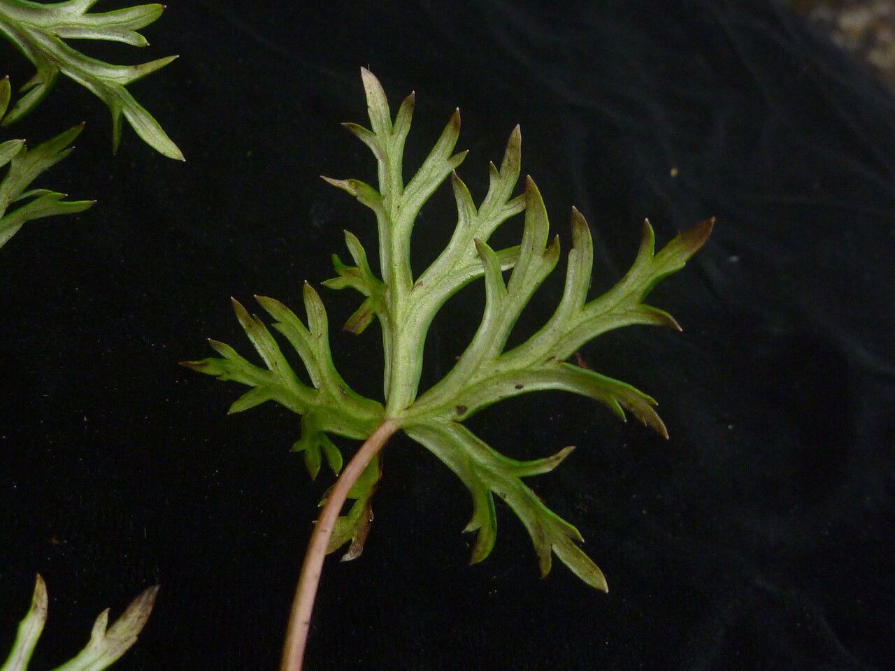 Aconitum heterophylloides — search result for 'Aconitum'