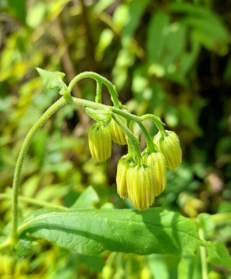 Trixis grisebachii flower