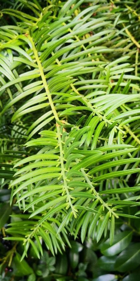 Cephalotaxus sinensis leaf