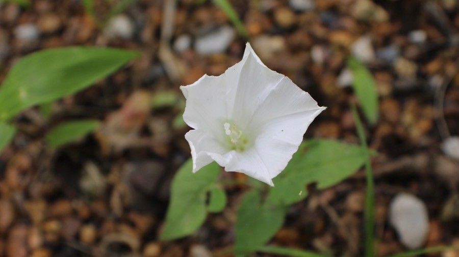 Calystegia spithamaea — search result for 'Calystegia'