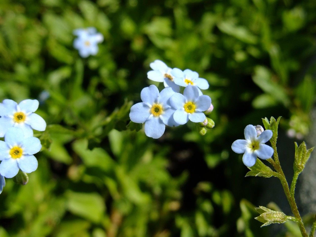 Myosotis rehsteineri flower