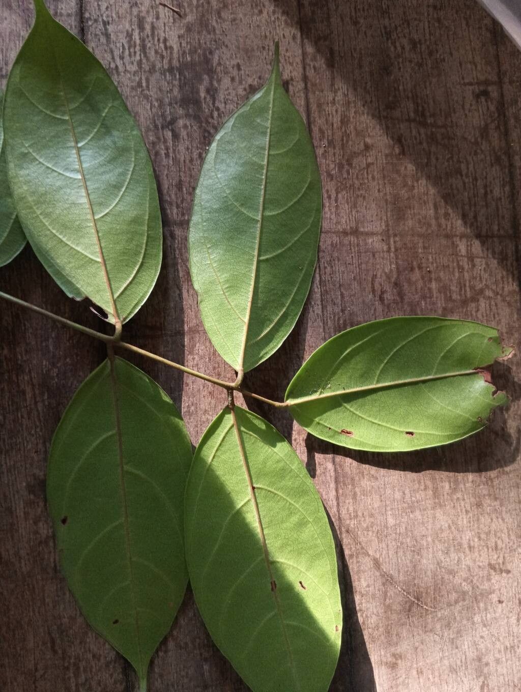 Connarus patrisii — houseplant care guide