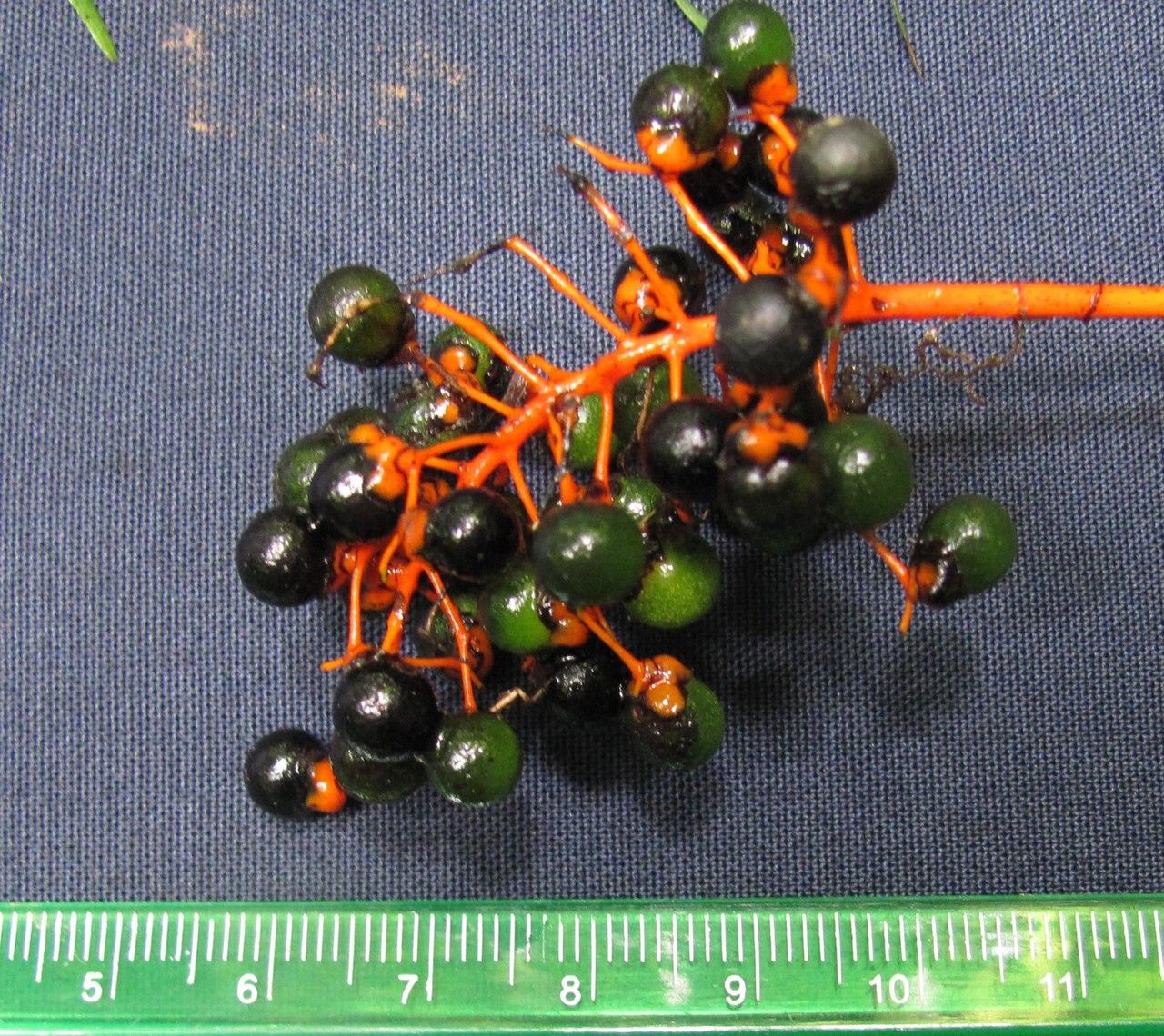 Chamaedorea binderi fruit