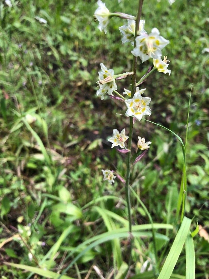Anticlea elegans flower