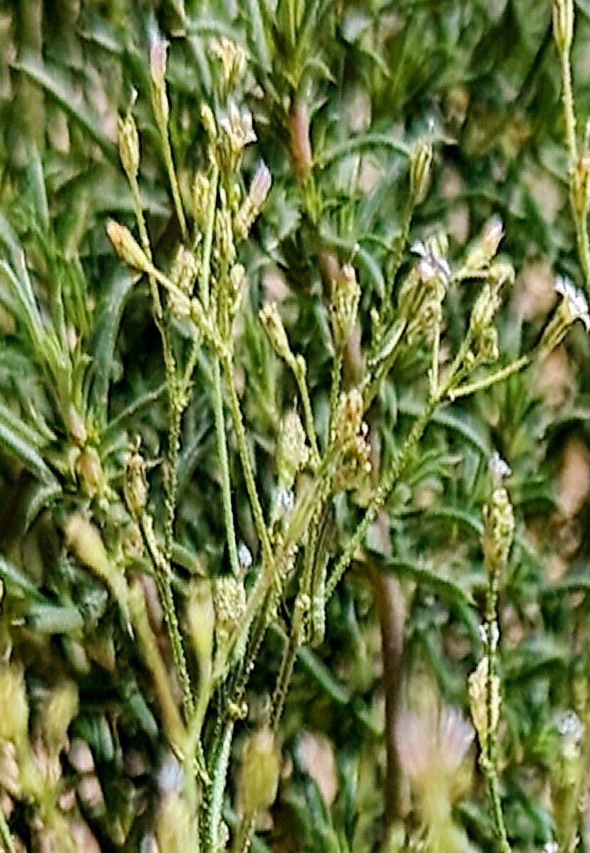 Aliciella lottiae — search result for 'Gilia'