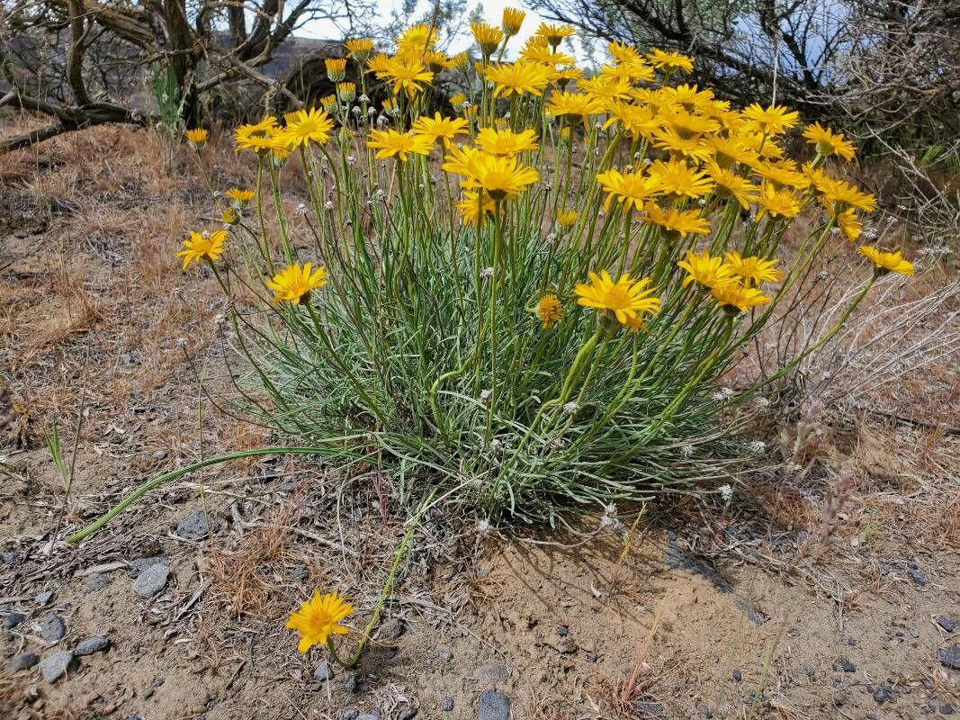 Erigeron linearis — search result for 'Erigeron'