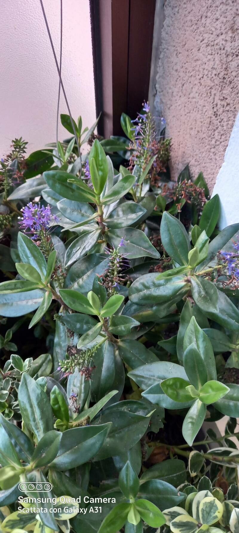 Veronica × andersonii fruit