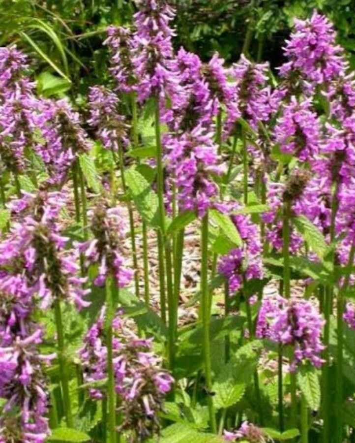 Stachys affinis flower
