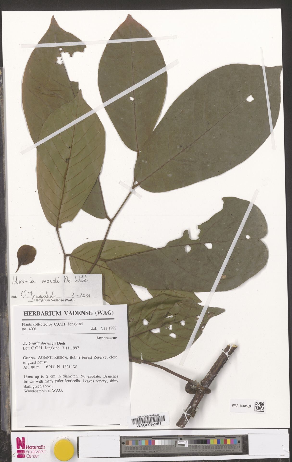 Uvaria mocoli — houseplant care guide