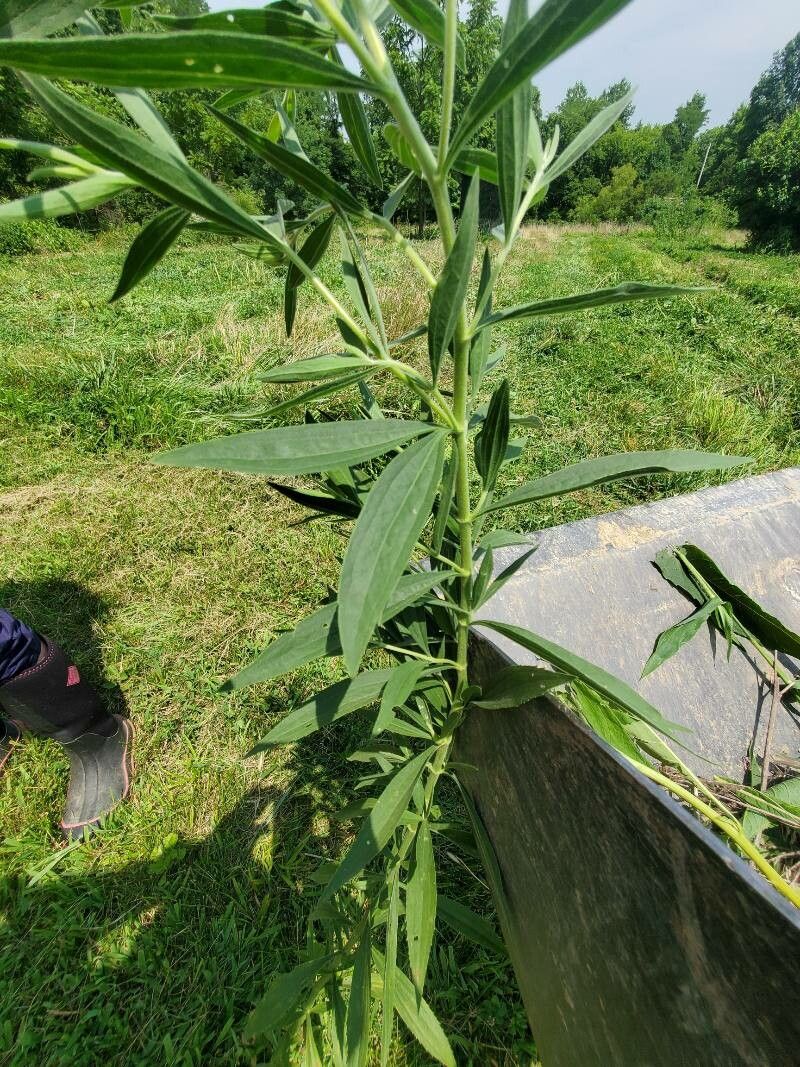 Eupatorium altissimum leaf